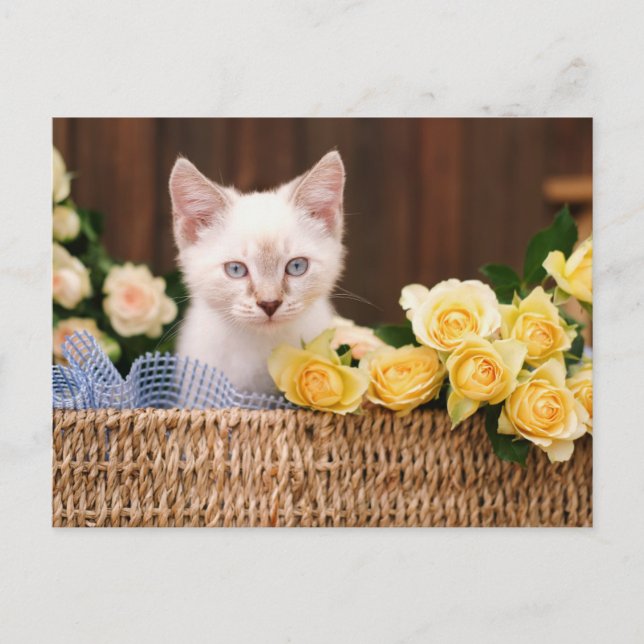 Cutest Baby Animals | Kitten & Yellow Roses Vykort (Framsida)