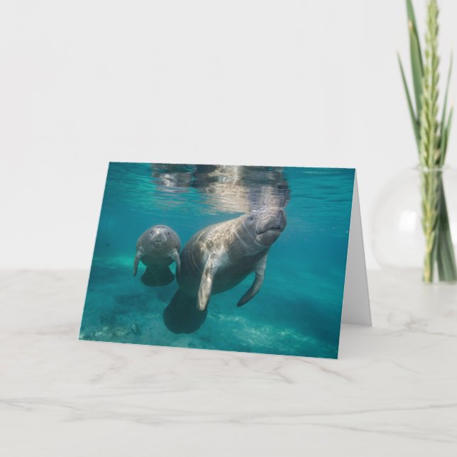 Cutest Baby Animals | Manatee & Baby Kort (Framsida)