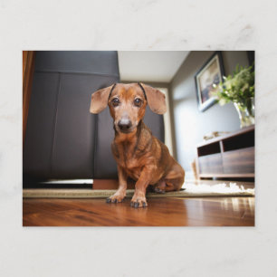 Cutest Baby Animals Mini Dachshund Puppy Vykort