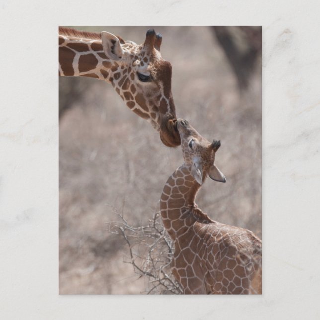 Cutest Baby Animals | Mother and Baby Giraffe Vykort (Framsida)