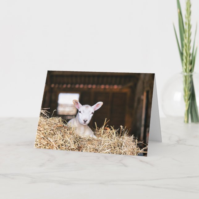 Cutest Baby Animals | Newborn Lamb Kort (Framsida)