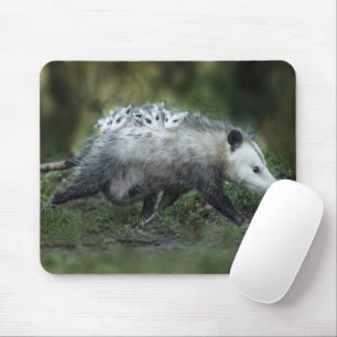 Cutest Baby Animals Opossum Mom & Kids Musmatta