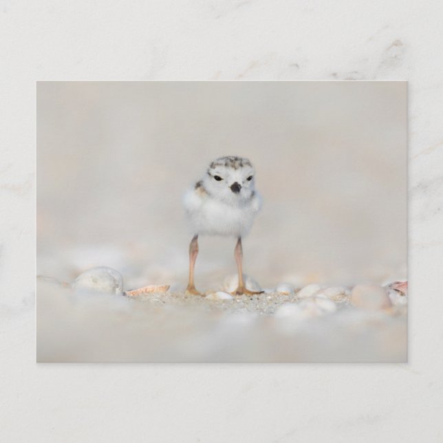 Cutest Baby Animals | Piping Plover Chick Vykort (Framsida)