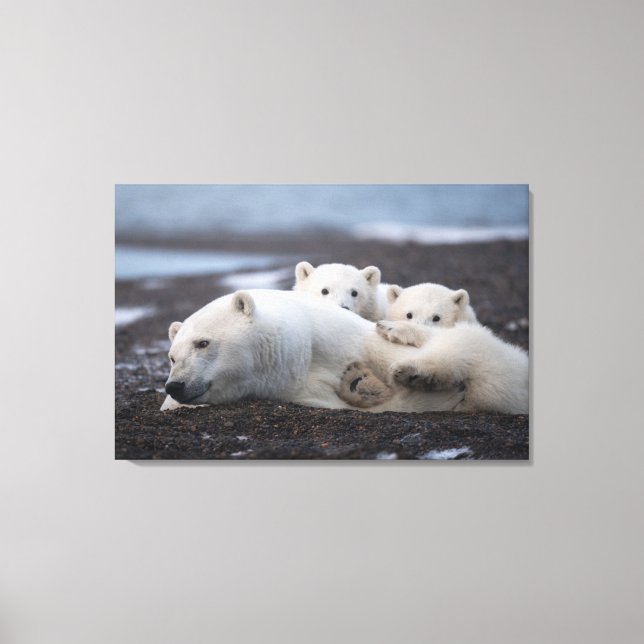 Cutest Baby Animals | Polar Bear Family Alaska Canvastryck (Framsida)