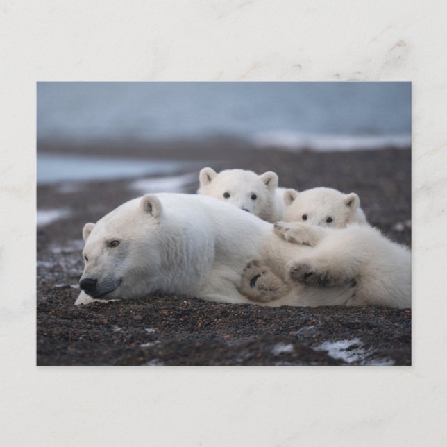 Cutest Baby Animals | Polar Bear Family Alaska Vykort (Framsida)