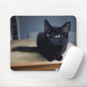 Cutest Baby Animals Portrait of a Black Cat Musmatta