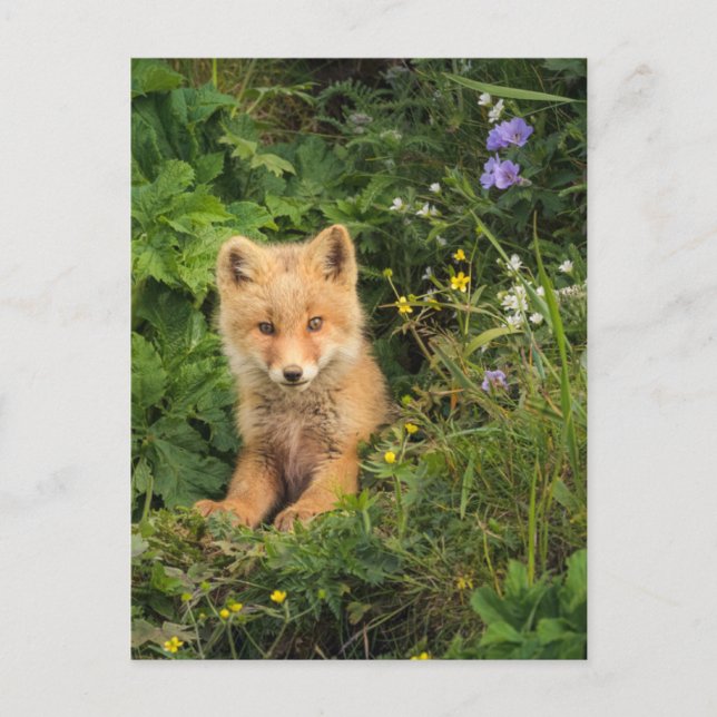 Cutest Baby Animals | Red Fox at Umnak Alaska Vykort (Framsida)