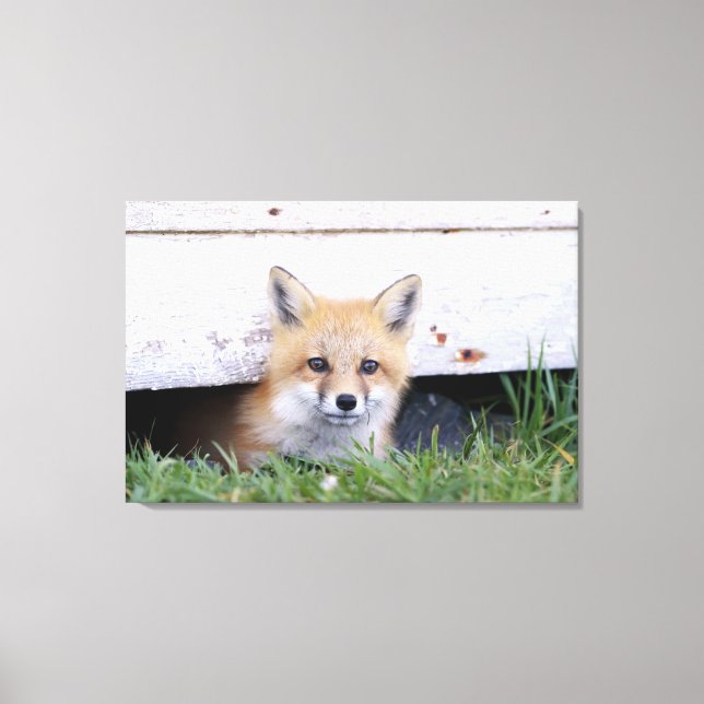 Cutest Baby Animals | Red Fox Kit Peeking Canvastryck (Framsida)