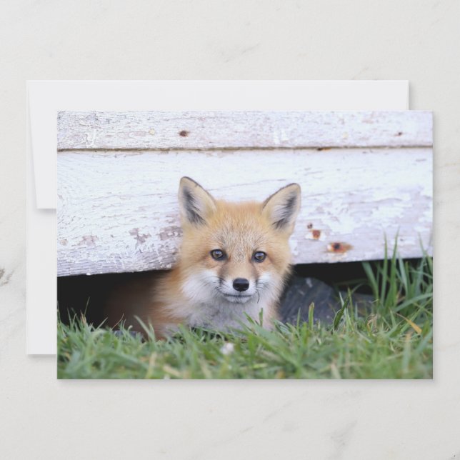 Cutest Baby Animals | Red Fox Kit Peeking Tack Kort (Framsida)