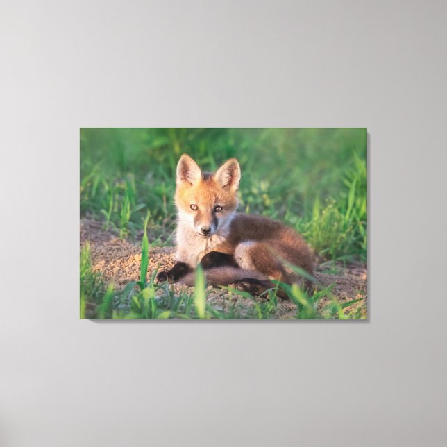 Cutest Baby Animals | Red Fox Kit Relaxing Canvastryck (Framsida)