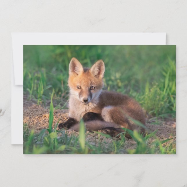 Cutest Baby Animals | Red Fox Kit Relaxing Tack Kort (Framsida)