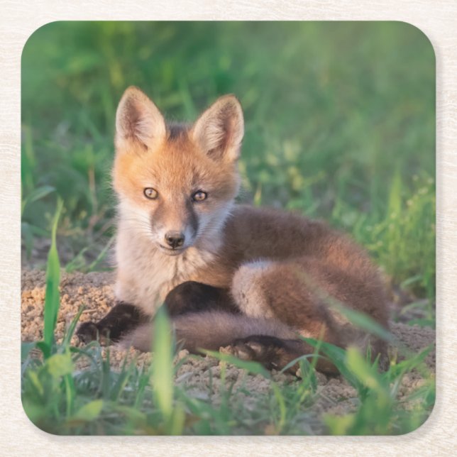 Cutest Baby Animals | Red Fox Kit Relaxing Underlägg Papper Kvadrat (Framsidan)