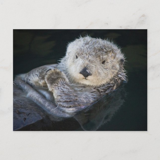 Cutest Baby Animals | Sea Otter Floating Vykort (Framsida)