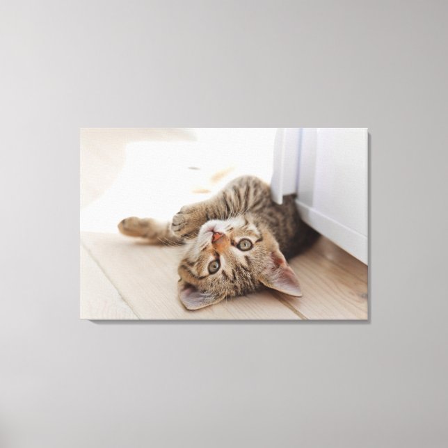 Cutest Baby Animals | Shorthair Tabby Kitten Canvastryck (Framsida)