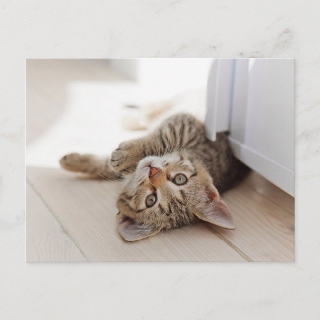 Cutest Baby Animals | Shorthair Tabby Kitten Vykort (Framsida)