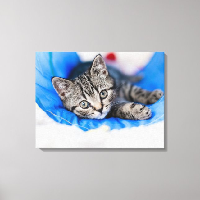 Cutest Baby Animals | Tabby Kitten in Play Tunnel Canvastryck (Framsida)
