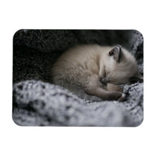 Cutest Baby Animals Tiny Kitten Sleeping Magnet