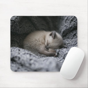 Cutest Baby Animals   Tiny Kitten Sleeping Musmatta