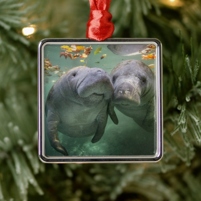 Cutest Baby Animals | Two Manatees Julgransprydnad Metall (Träd)
