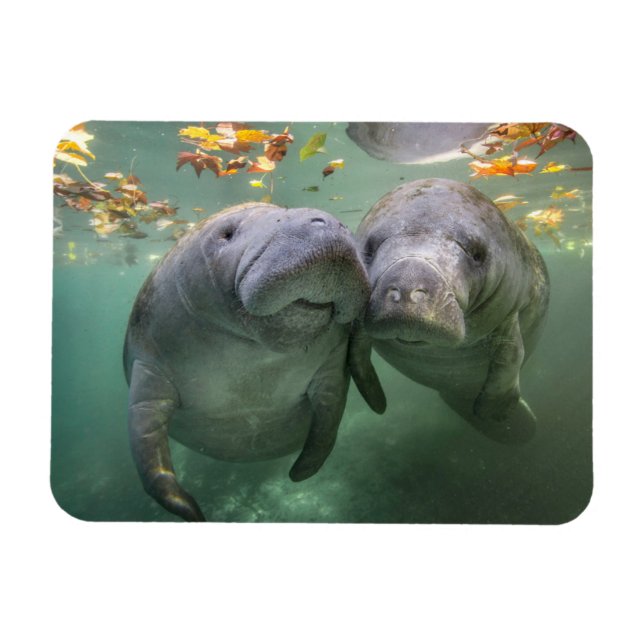 Cutest Baby Animals | Two Manatees Magnet (Horisontell)