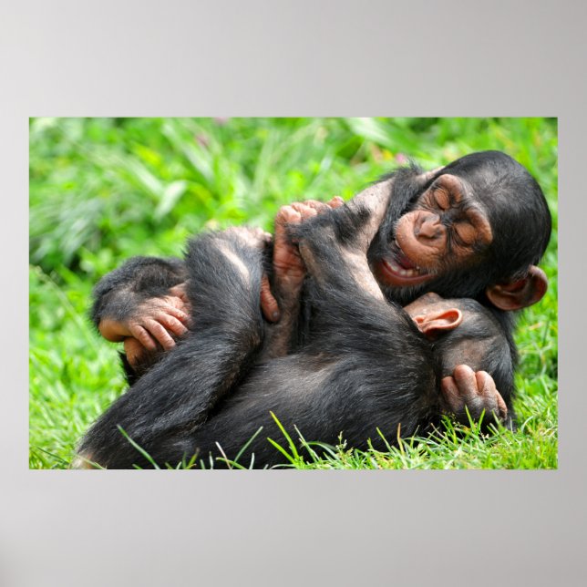 Cutest Baby Animals | Two Young Chimpanzees Poster (Framsidan)