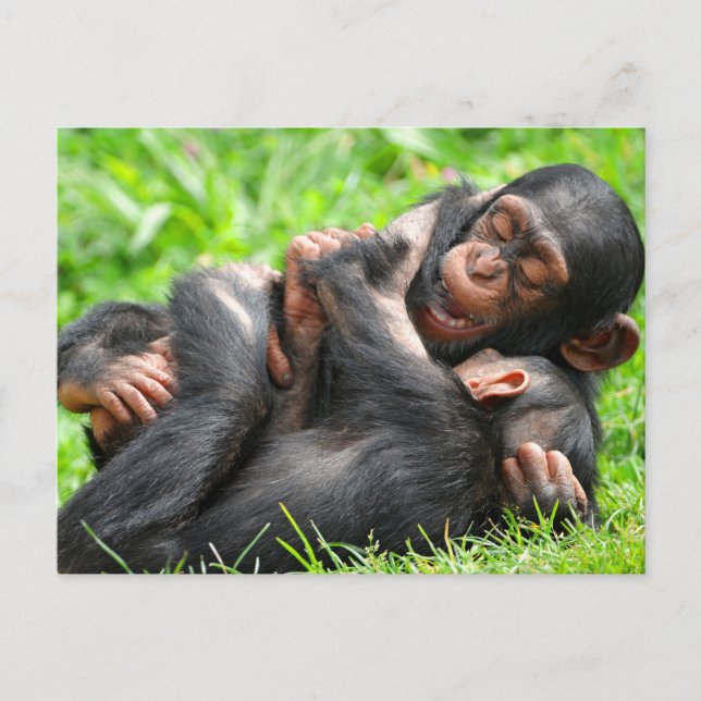 Cutest Baby Animals | Two Young Chimpanzees Vykort (Framsida)