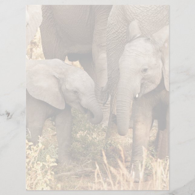 Cutest Baby Animals | Two Young Elephants (Framsida)