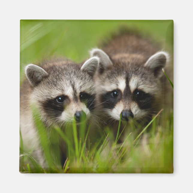 Cutest Baby Animals | Two Young Raccoons Magnet (Framsidan)