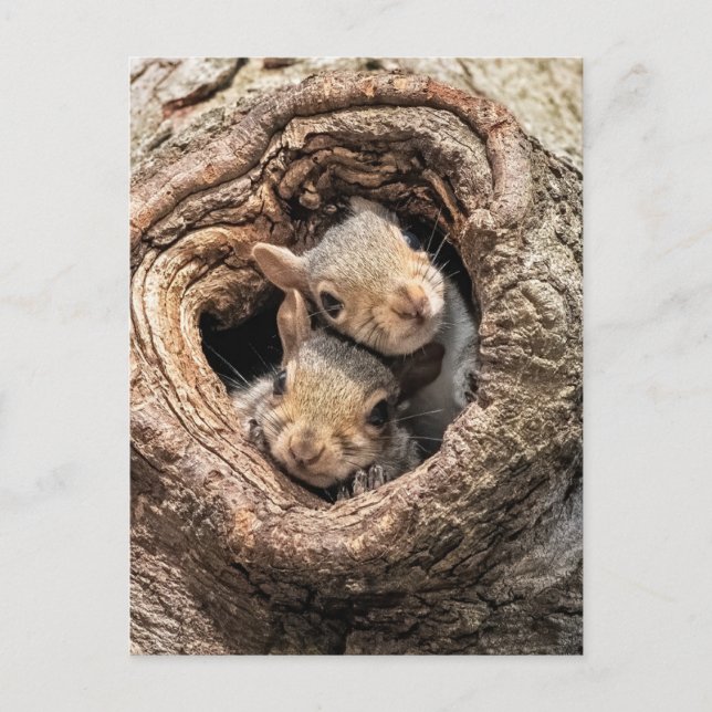 Cutest Baby Animals | Two Young Squirrels Vykort (Framsida)