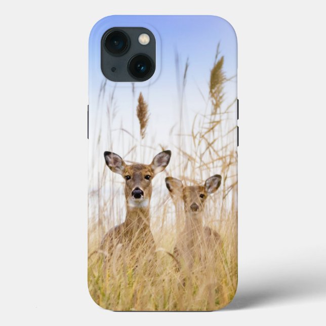 Cutest Baby Animals | Two Young White Tailed Deer (Baksida)