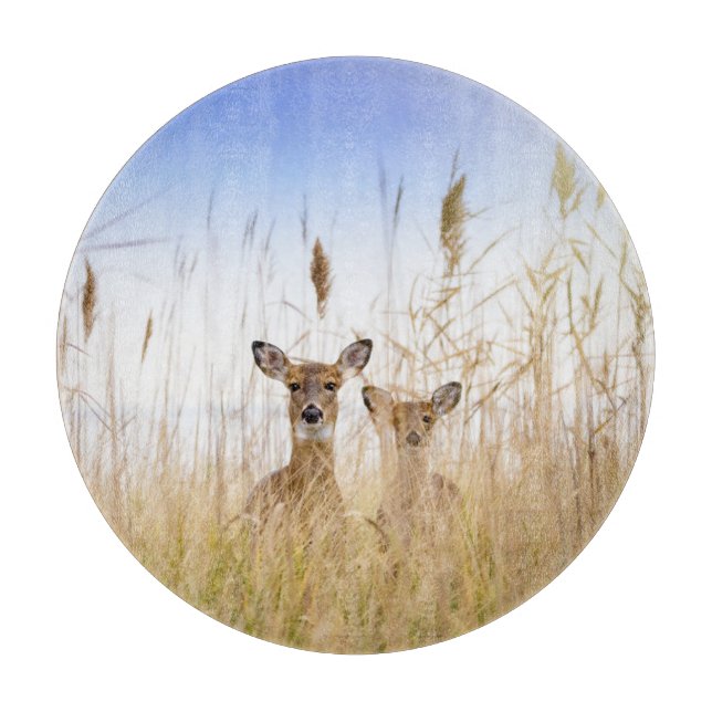 Cutest Baby Animals | Two Young White Tailed Deer (Framsidan)