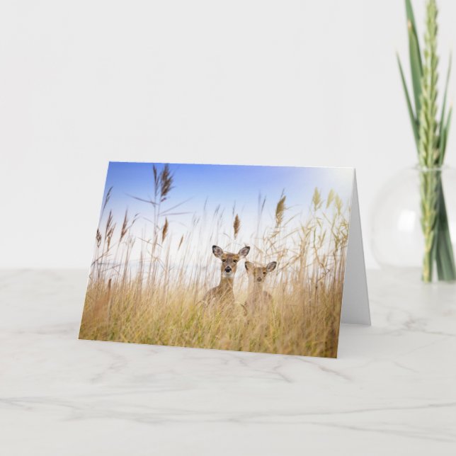 Cutest Baby Animals | Two Young White Tailed Deer Kort (Framsida)