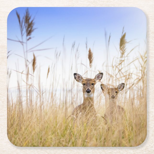 Cutest Baby Animals | Two Young White Tailed Deer Underlägg Papper Kvadrat (Framsidan)