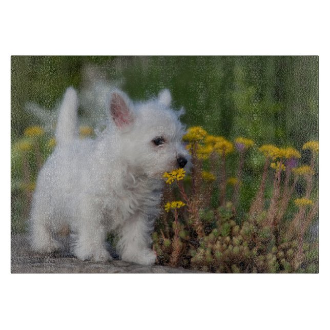 Cutest Baby Animals | West Highland White Terrier (Framsidan)