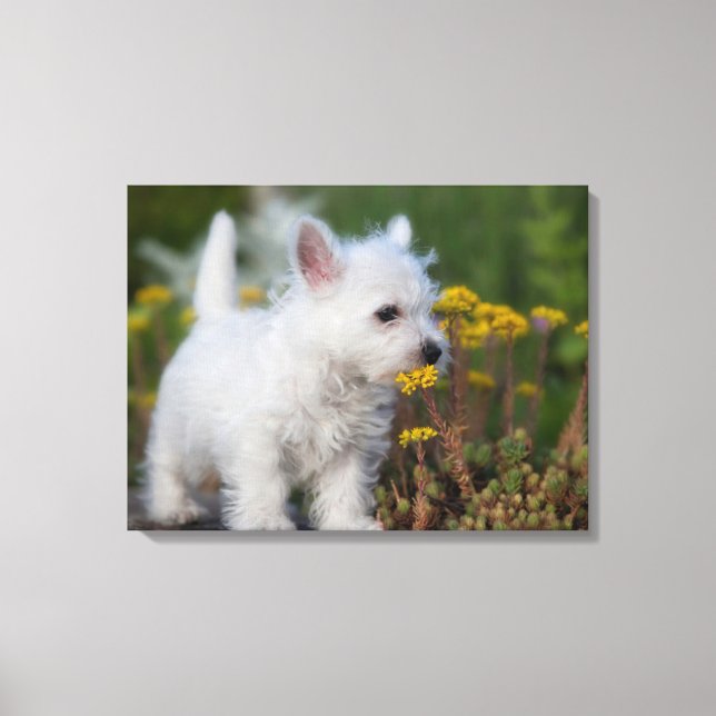 Cutest Baby Animals | West Highland White Terrier Canvastryck (Framsida)