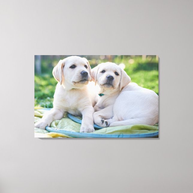 Cutest Baby Animals | Yellow Labrador Retrievers Canvastryck (Framsida)