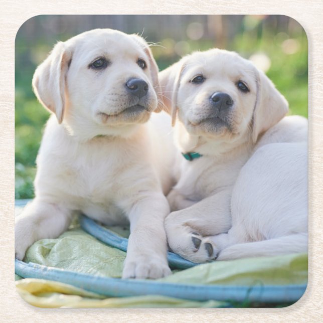 Cutest Baby Animals | Yellow Labrador Retrievers Underlägg Papper Kvadrat (Framsidan)