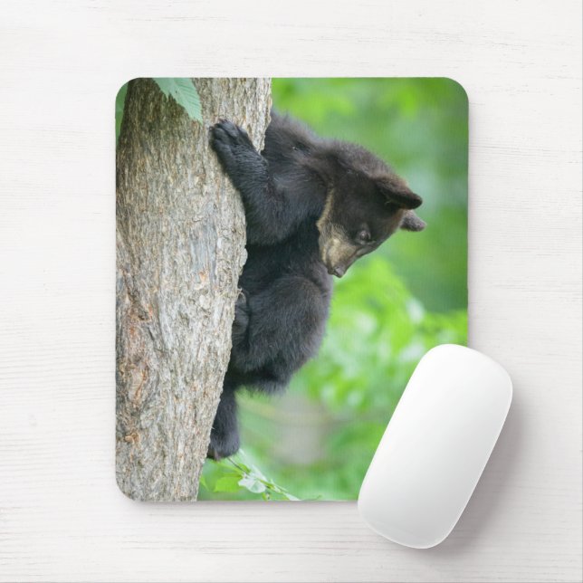 Cutest Baby Animals | Young Black Bear Cub Musmatta (Med mus)