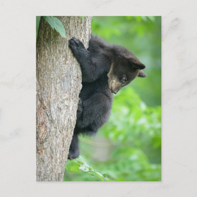 Cutest Baby Animals | Young Black Bear Cub Vykort (Framsida)