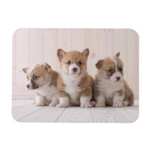 Cutest Baby djur 3 Baby Corgis Magnet