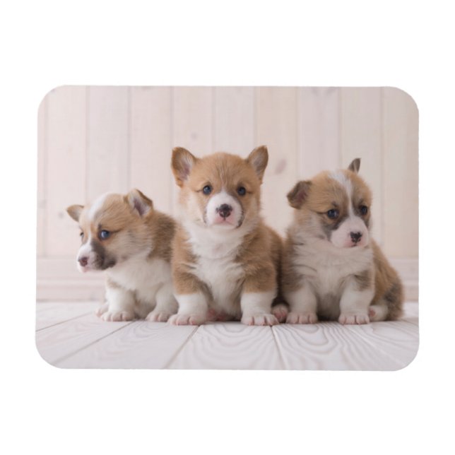 Cutest Baby djur | 3 Baby Corgis Magnet (Horisontell)