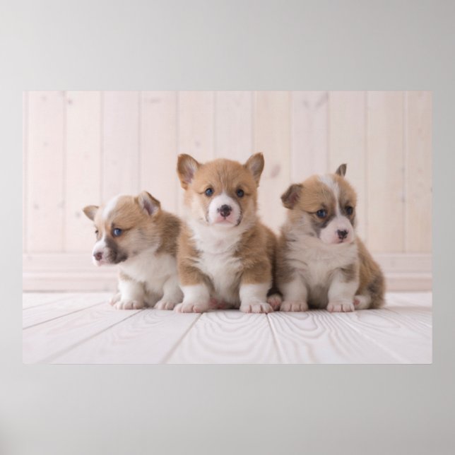 Cutest Baby djur | 3 Baby Corgis Poster (Framsidan)