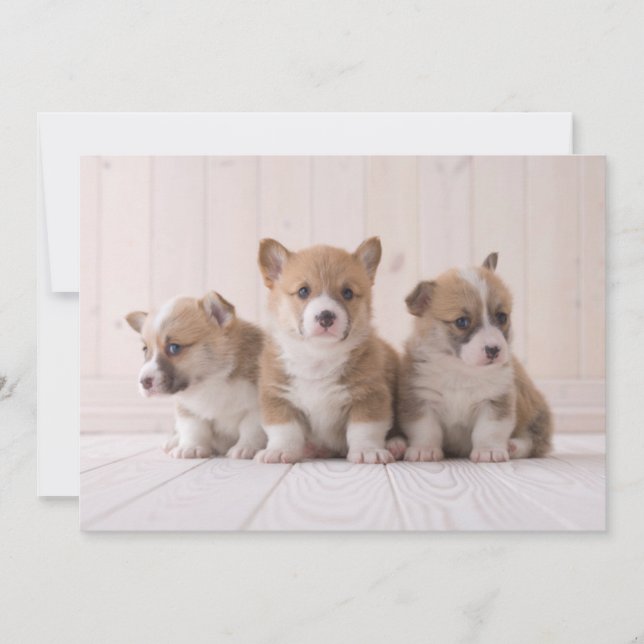 Cutest Baby djur | 3 Baby Corgis Tack Kort (Framsida)
