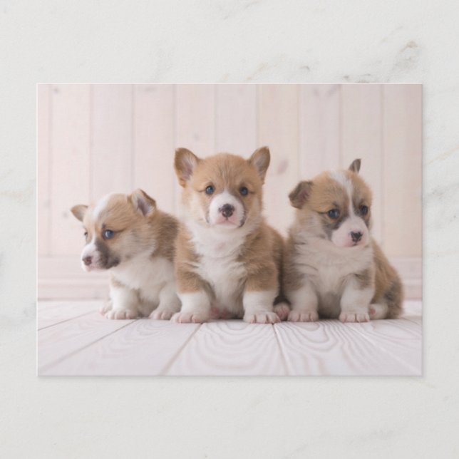 Cutest Baby djur | 3 Baby Corgis Vykort (Framsida)