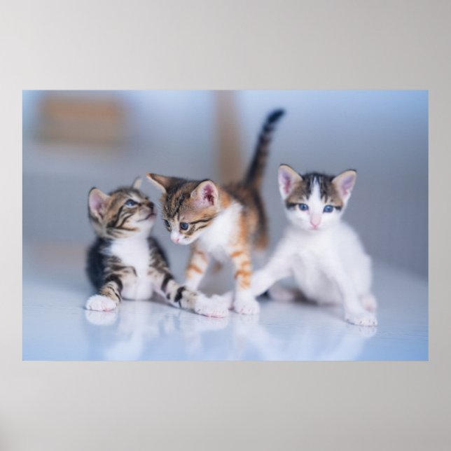 Cutest Baby djur | 3 Kittens tabbar Poster (Framsidan)
