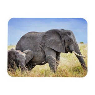 Cutest Baby djur Afrikanskt elefant och Mor Magnet