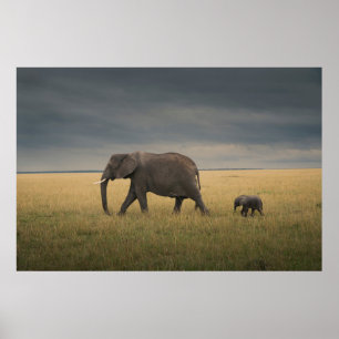 Cutest Baby djur Afrikas elefantfamilj Poster