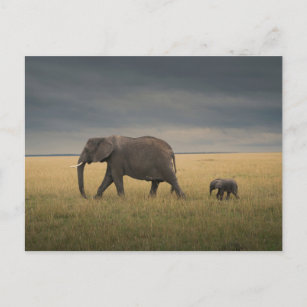 Cutest Baby djur   Afrikas elefantfamilj Vykort