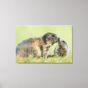 Cutest Baby djur Alpine Marmot Family Canvastryck