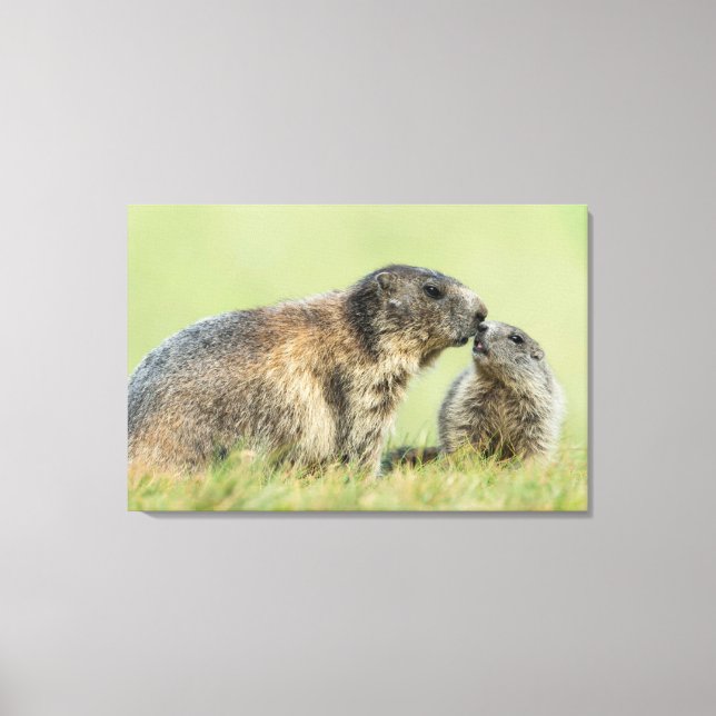 Cutest Baby djur | Alpine Marmot Family Canvastryck (Framsida)